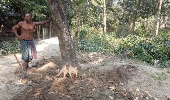 চাম্পাফুলে জোর  পূর্বক গাছ কর্তনের অভিযোগ