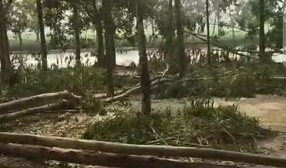 তানোরে জোরপূর্বক গাছ কেটে ফেলার অভিযোগ