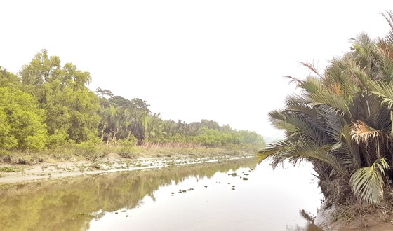 চিতলমারীতে চিত্রার তীরে গড়ে উঠছে মিনি সুন্দরবন