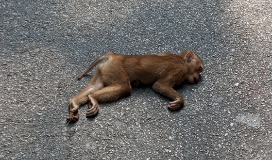 কমলগঞ্জে গাড়ির ধাক্কায় বানরের মৃত্যু