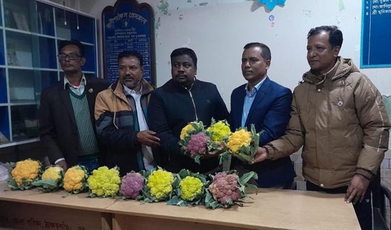 রাণীশংকৈলে বিষমুক্ত রঙিন ফুলকপি বিতরণ