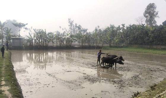 রাজারহাটে ইরি-বোরো চাষাবাদে ব্যস্ত কৃষক-কৃষাণীরা