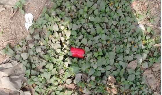 মেহেরপুরে বিএনপির নির্বাচনী কার্যালয়ের পাশ থেকে বোমা উদ্ধার