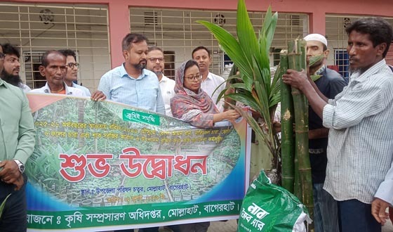 মোল্লাহাটে কৃষি প্রণোদনা কর্মসূচির উদ্বোধন
