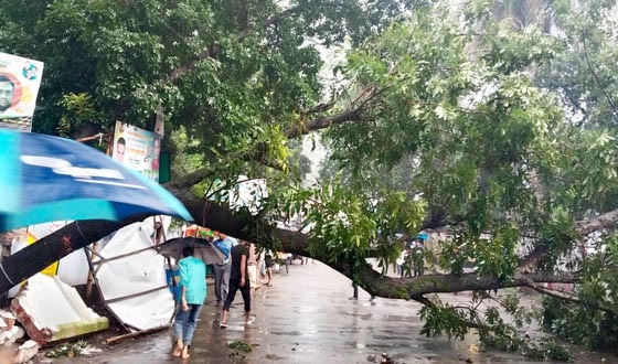 সৈয়দপুরে বিভিন্ন মহল্লায় রেলওয়ের গাছ এখন মৃত্যুফাঁদ