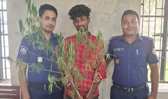 কাউখালীতে গাঁজা গাছসহ মাদক ব্যবসায়ী গ্রেফতার