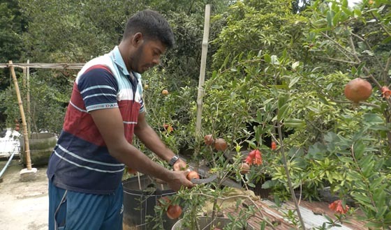 হরিণাকুন্ডুতে ছাদ বাগানের আনারে প্রবাস ফেরত যুবকের বাজিমাত
