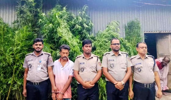 ভূঞাপুরে বাড়ির আঙ্গিনা থেকে গাঁজা গাছসহ গ্রেপ্তার ১