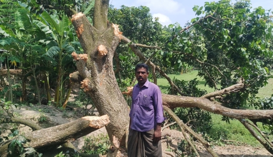 রাজশাহীতে পূর্ব বিরোধের জেরে গাছ কর্তন, থানায় অভিযোগ