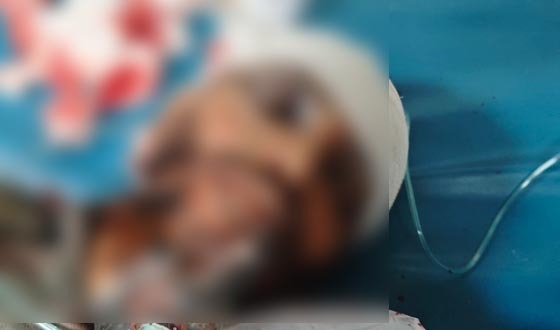 মাঝবাড়ির লিটন হত্যার আসামিসহ বিভিন্ন অভিযোগে গ্রেপ্তার ৮