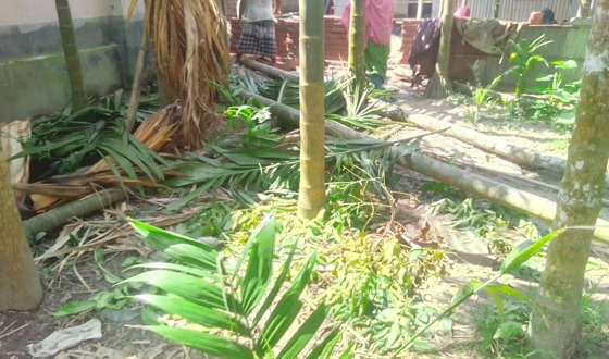রাজারহাটে সৎভাইয়ের বিরুদ্ধে গাছ কাটার অভিযোগ