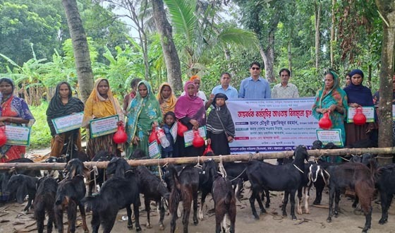 দুই বকরী ছাগলে দিন বদলাতে চায় ছাকিরন বিবি