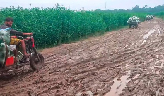 বাঘায় টানা বৃষ্টিতে পদ্মার চরে কাদা রাস্তায় মানুষের দুর্ভোগ