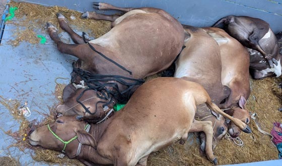 শেরপুরে ডাকাতি হওয়া ৫টি মৃত গরু ও ট্রাকসহ ৩ ডাকাত গ্রেফতার