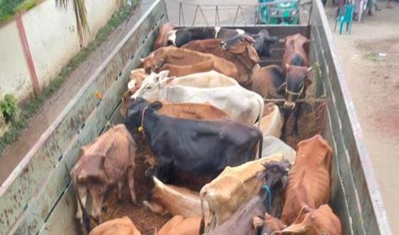 ডাকাতি হওয়া ট্রাকসহ ৩১ গরু উদ্ধার করেছে পুলিশ