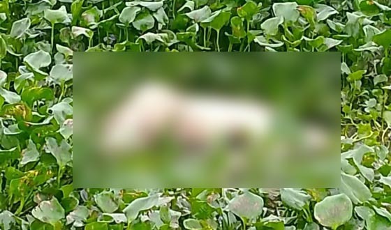 গফরগাঁওয়ে শিলা নদী থেকে অজ্ঞাতনামা লাশ উদ্ধার