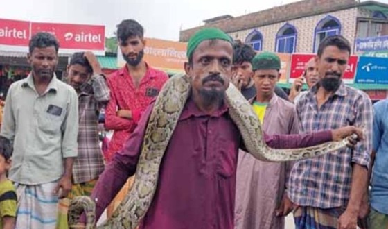 এক সপ্তাহে তিনটি অজগর উদ্ধার, সবই অবমুক্ত করা হলো সুন্দরবনে