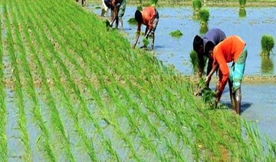 কাহারোলে আমান চাষীরা ধান লাগাতে ব্যস্ত সময় পার করছেন
