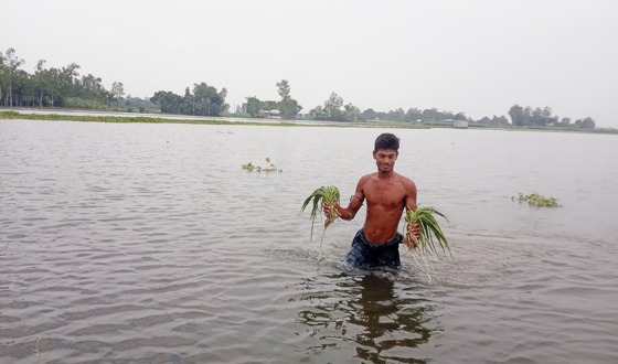মেলান্দহে জলাবদ্ধতায় ফসলের ক্ষতি