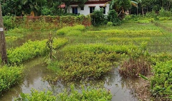 পাইকগাছায় ড্রেনেজ ভেঙে সড়ক ও দোকানপাট নার্সারি ঝুঁকিতে