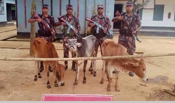 শেরপুর সীমান্তে বিজিবির অভিযানে ৩টি ভারতীয় গরু জব্দ