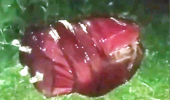 ইসলামপুরে লাগেজে অজ্ঞাত যুবকের মরদেহ উদ্ধার