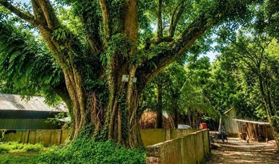 শেরপুরে ডিসির হস্তক্ষেপে শতবর্ষী বটগাছ কাটা বন্ধ হলো