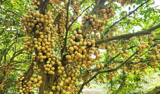 ঝিনাইগাতীতে শখের লটকন চাষে লাখ টাকার সফলতা