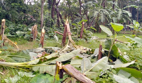 কলা গাছের সাথে এ কেমন শত্রুতা!