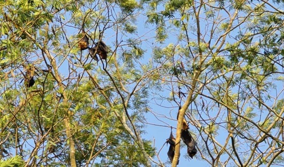 কলাপাড়ায় পরিযায়ী পাখির অভয়াশ্রমের নামকরণ হলো বিহঙ্গ বিলাস