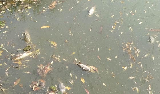 কচুয়ায় ঘেরে বিষ প্রয়োগ করে দুর্বৃত্তদের মাছ চুরি