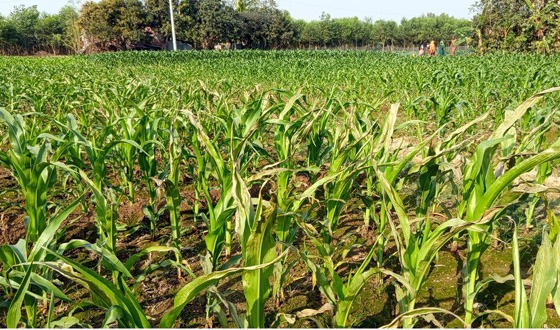 বিরলে ভূট্টাক্ষেতে আগাছানাশক প্রয়োগে নষ্ট করার অভিযোগ