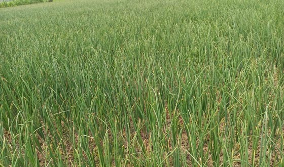 শৈলকুপায় প্রায় ১৩ হাজার হেক্টর জমিতে পেঁয়াজের আবাদ