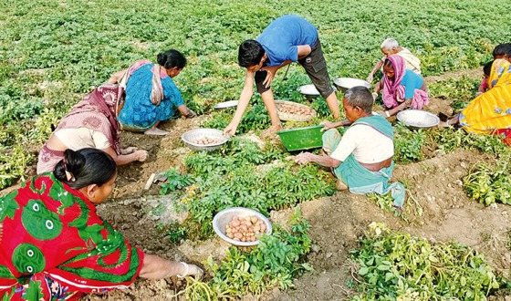 আলুর দাম না থাকায় ক্ষতির মুখে পড়েছে আলু চাষীরা