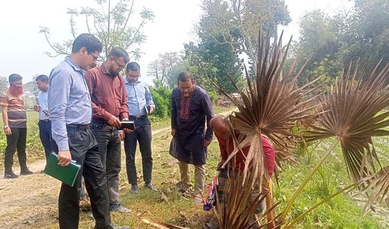 গাংনীতে মারা যাচ্ছে তালগাছ, পরিদর্শনে বৈজ্ঞানিক টিম