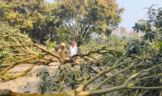 জমি বিরোধে চারঘাটে শিক্ষকের আমবাগান কেটে ফেলার অভিযোগ