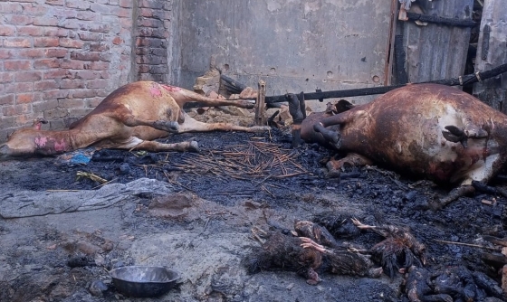 আগুনে পুড়ে মারা গেল তরুণের একমাত্র সম্বল দুই গরু