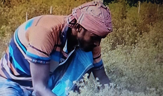 ঝিনাইদহে জিরা চাষে সফলতা পেল কৃষক মিলন শেখ