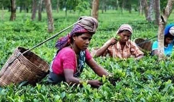 শ্রীমঙ্গলে ৩৬ মিমি বৃষ্টিপাত রেকর্ড, চা উৎপাদক মহলে স্বস্থি