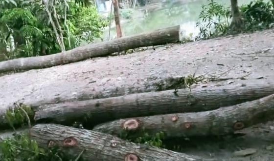 রাতের আধারে লাখ টাকার গাছ লুট