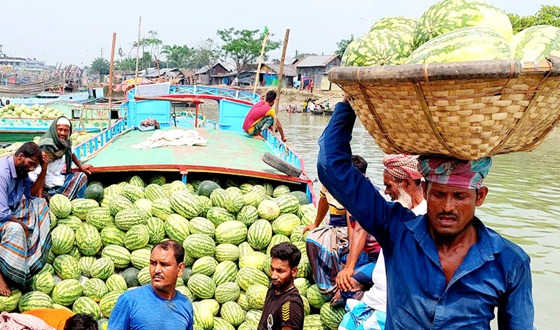 বরিশালে তরমুজের চড়া দাম, ক্রেতারা হতাশ
