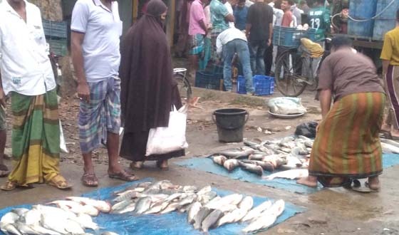 বাজিতপুরে মাছের আড়তে দেশী মাছের সংখ্যা কম