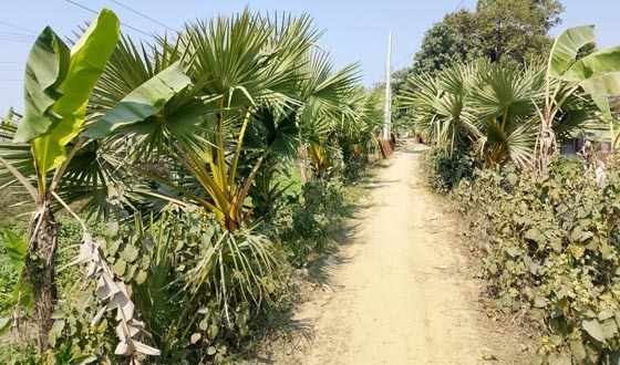 শৈলকুপায় খাল খননের কোপে বজ্রপাতরোধী তালগাছ