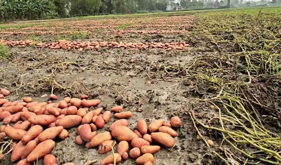হঠাৎ বৃষ্টিতে হিলিতে তলিয়ে গেছে আলুর ক্ষেত
