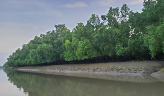 সুন্দরবনের বন কর্মীদের ছুটি বাতিল