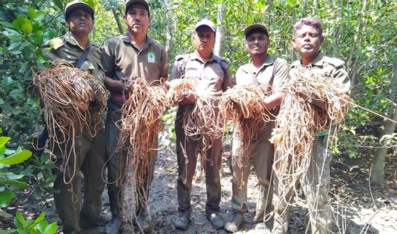 সুন্দরবনে শিকারীদের ফাঁদে আটকে পড়া হরিণ উদ্ধার, ফাঁদ জব্দ