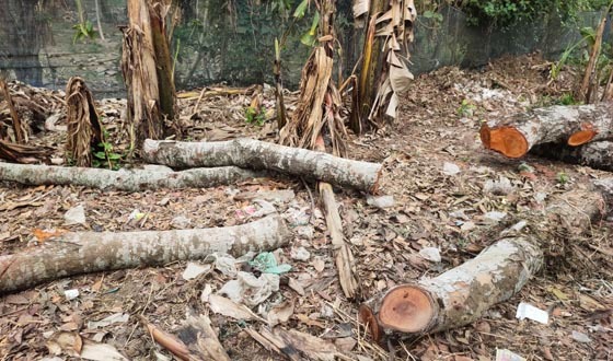 ঝিনাইদহে মন্দিরের গাছ কাটার অভিযোগ বিএনপিকর্মীর বিরুদ্ধে