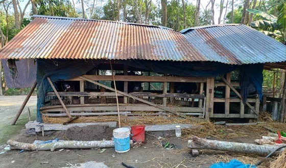 ঝড়ে গাছ ভেঙে মুক্তিযোদ্ধার স্ত্রী আহত