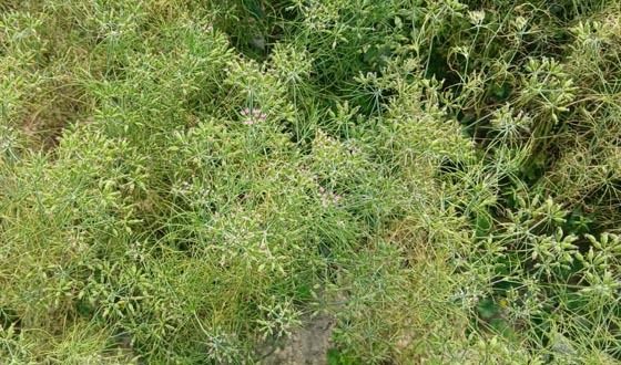 হাকিমপুরে জিরা চাষে সাফল্য, কৃষকের মুখে হাসি