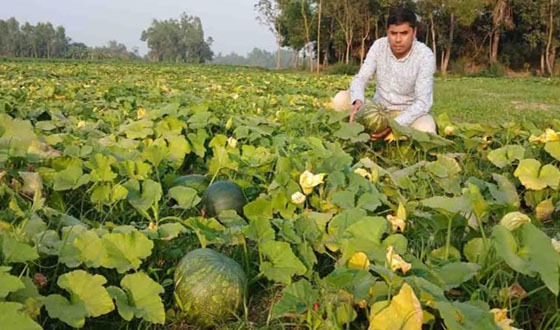 নকলায় মিষ্টি কুমড়ার বাম্পার ফলন, কৃষকের মুখে হাসি